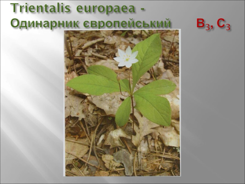 Trientalis europaea -  Одинарник європейський      В3, С3